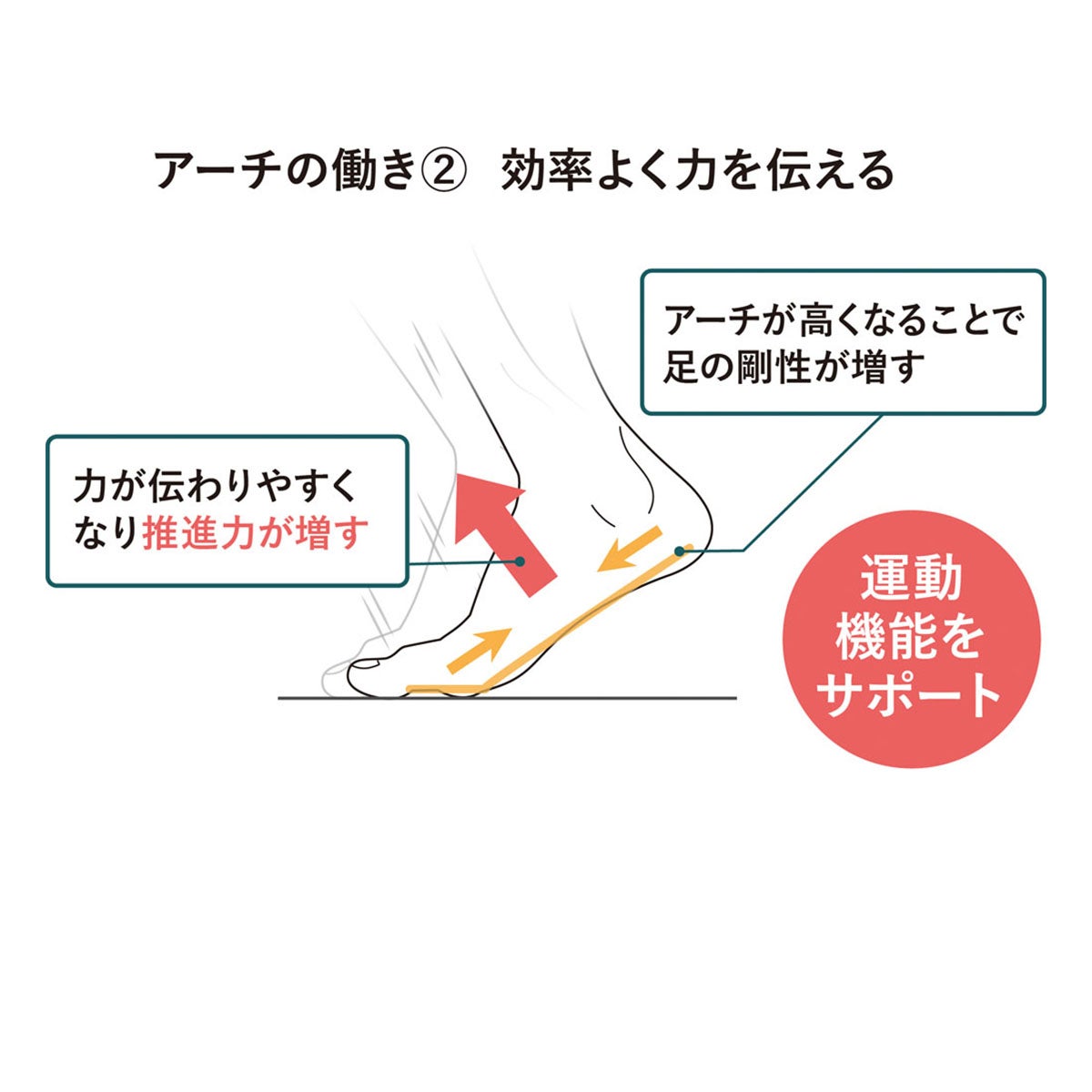 アカイシ AKAISHI　アーチフィッター 156 フットリリース サンダル ベージュ AF156019BG ベージュ（AF156019BG） 詳細7